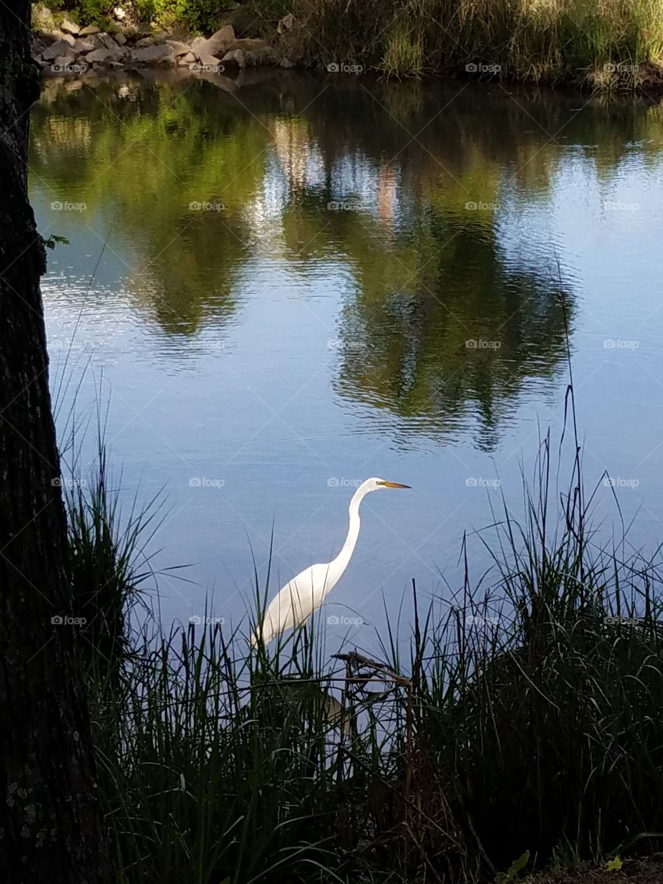 Egret