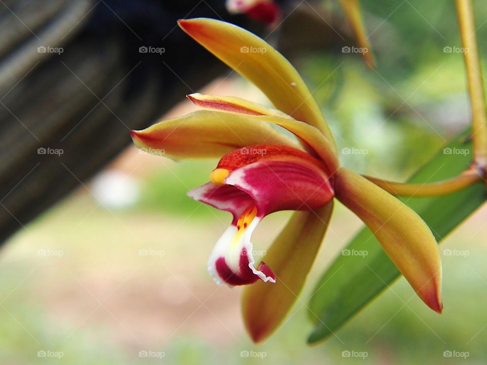 Close-up of orchid flower