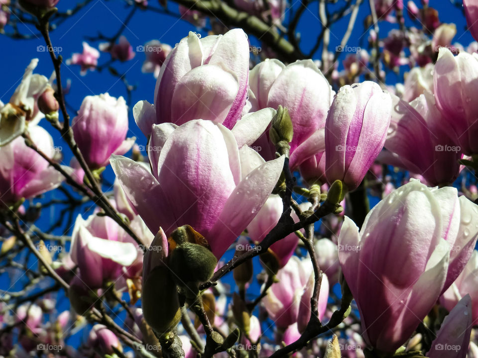 Spring Saucer Magnolia Flowers Under The Deep Blue Sky