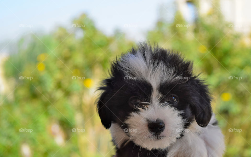 Close-up of dog looking at camera