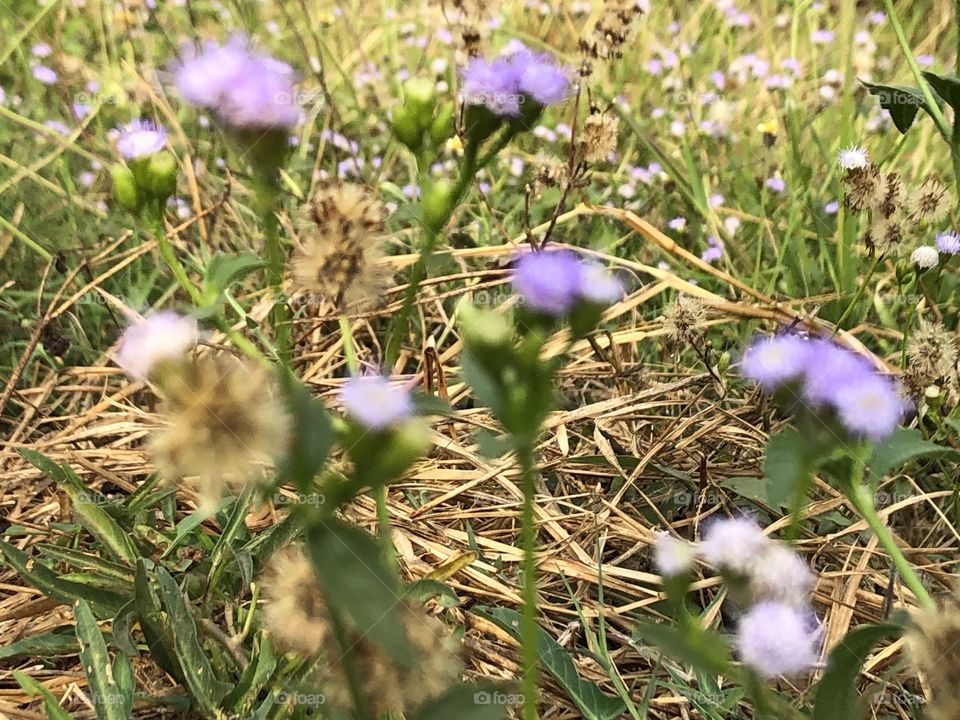 Plants around us, Countryside ( my garden)