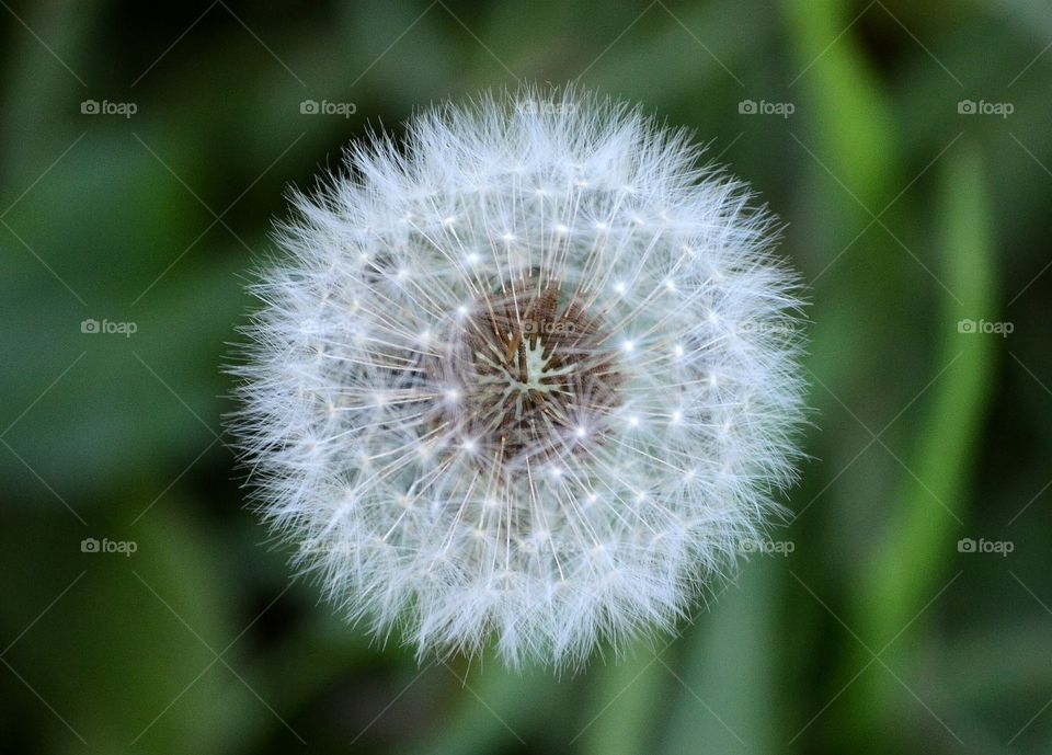 mira al centro, sopla suavemente y pide un deseo