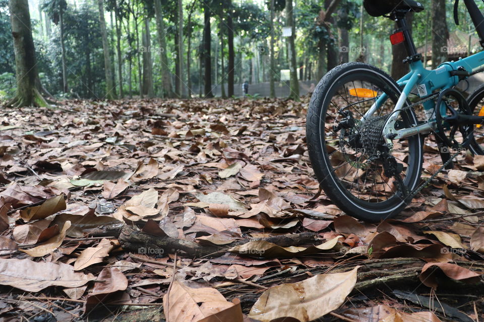 cycling in the forest