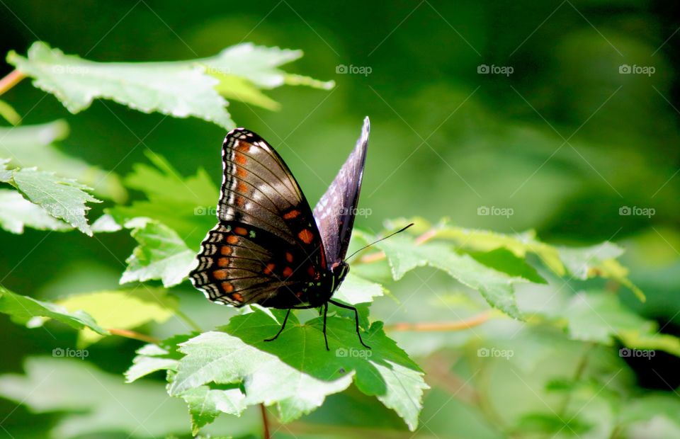 Butterfly on a leaf on a Connecticut trail 