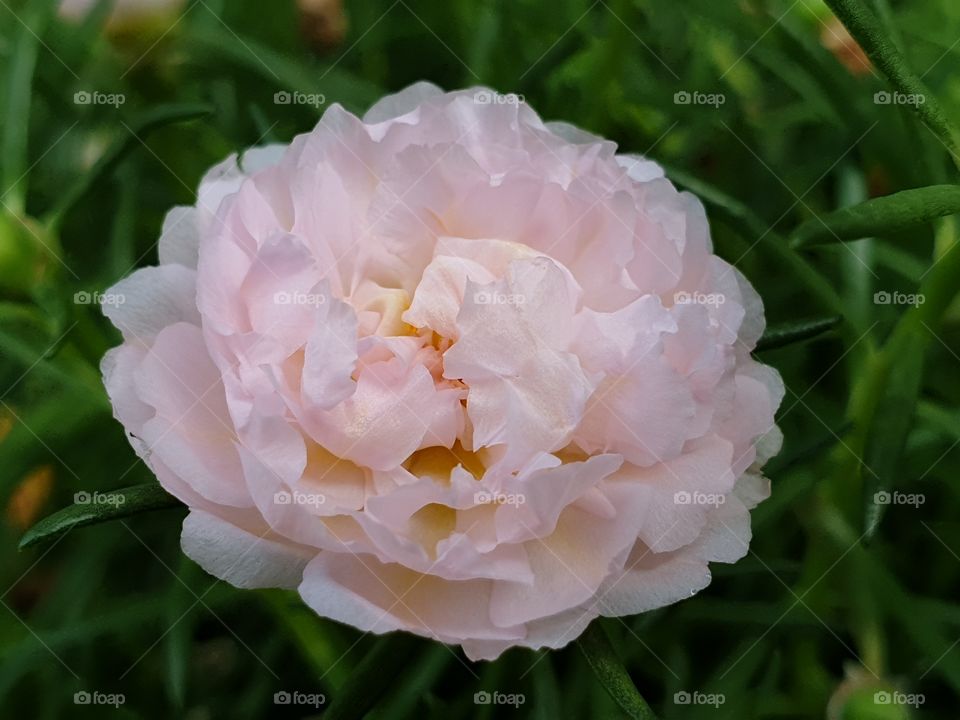 the Portulaca Grandiflora