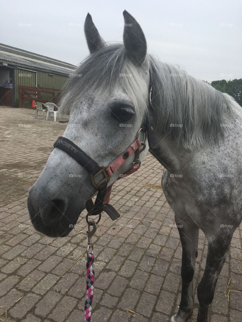 Vaness from equestrian center tinte Netherlands