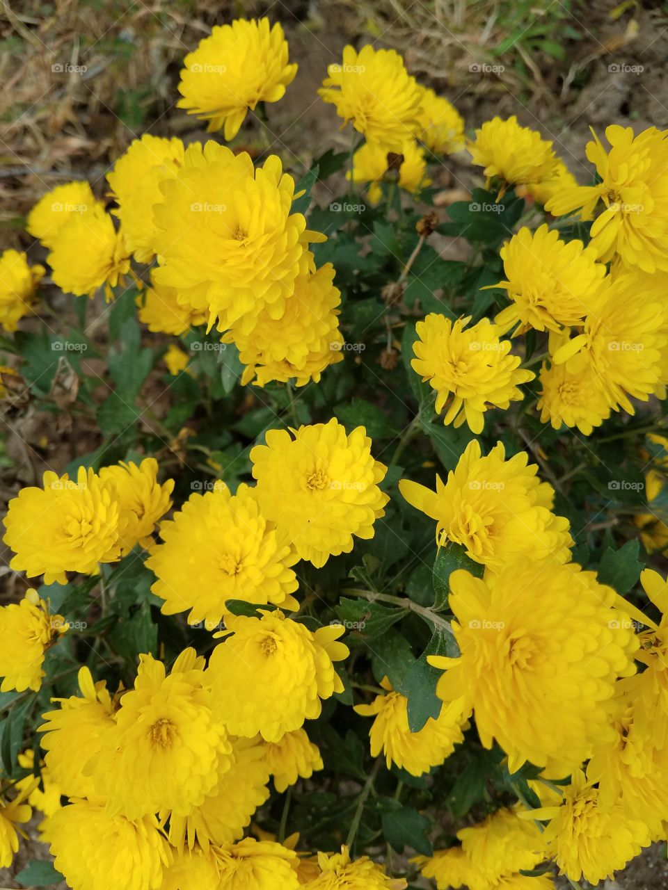 pretty yellow flowers