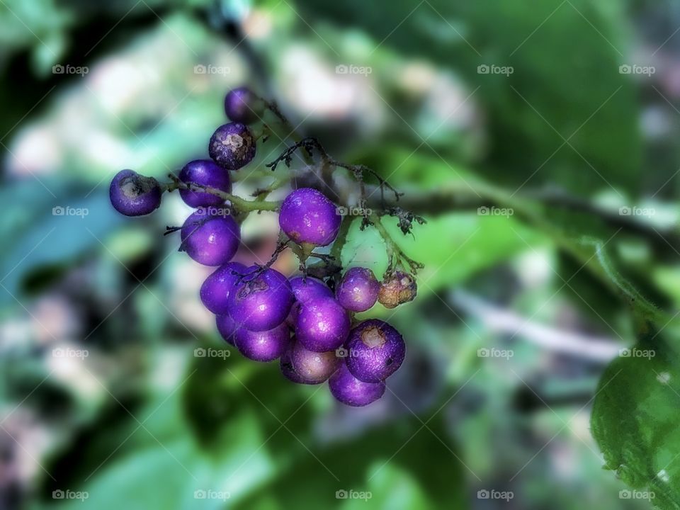 Late Summer Berries