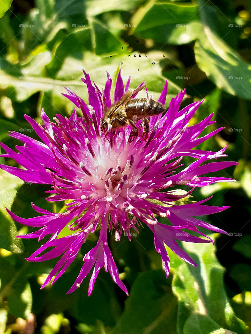 Bee working on sea fig flower
