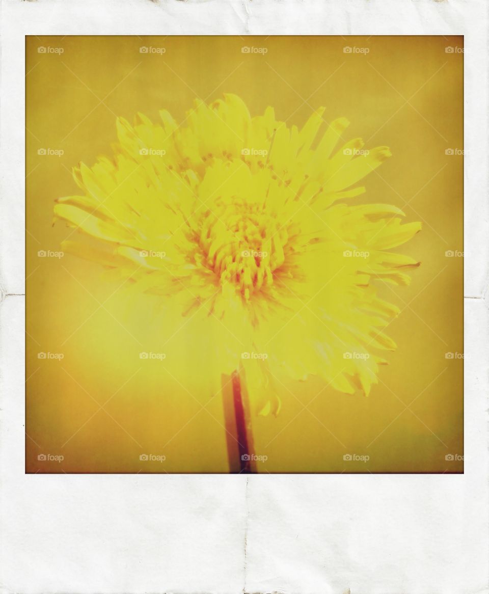 Dandelion. Yellow floral