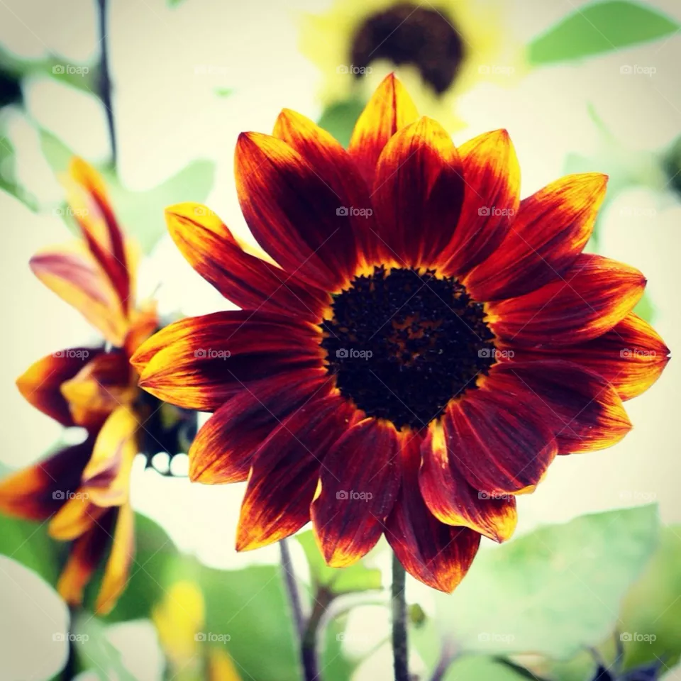 flower