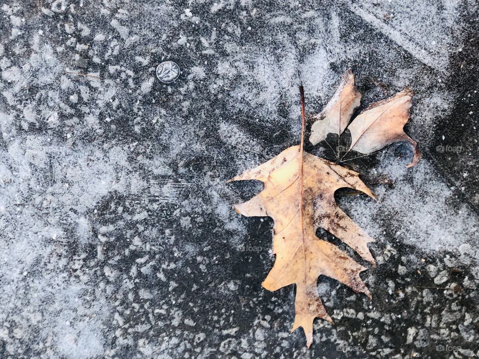 Frozen Leaf 02- January 02 2019- Montreal, Quebec, Canada 