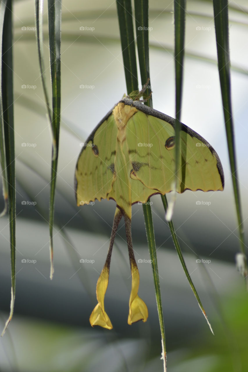 Closeup of a rare green butterfly with tailed wings hanging frommen a leaf.