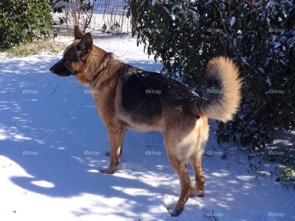 German shepherd dog in garden snow
