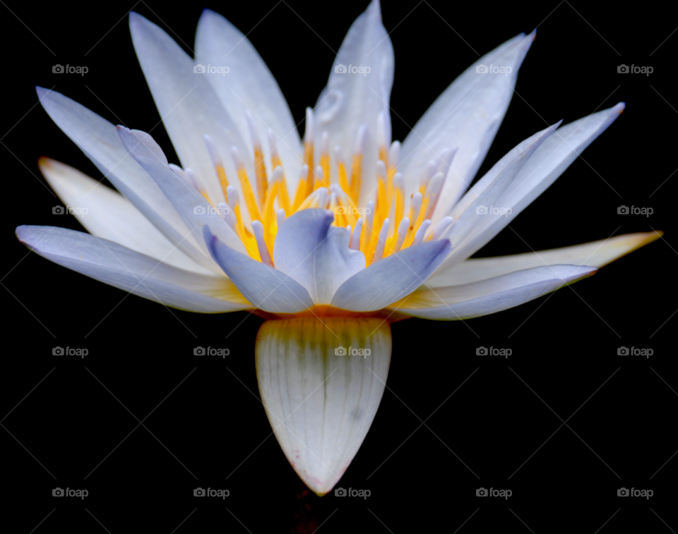 flower night lilly white flower by lightanddrawing