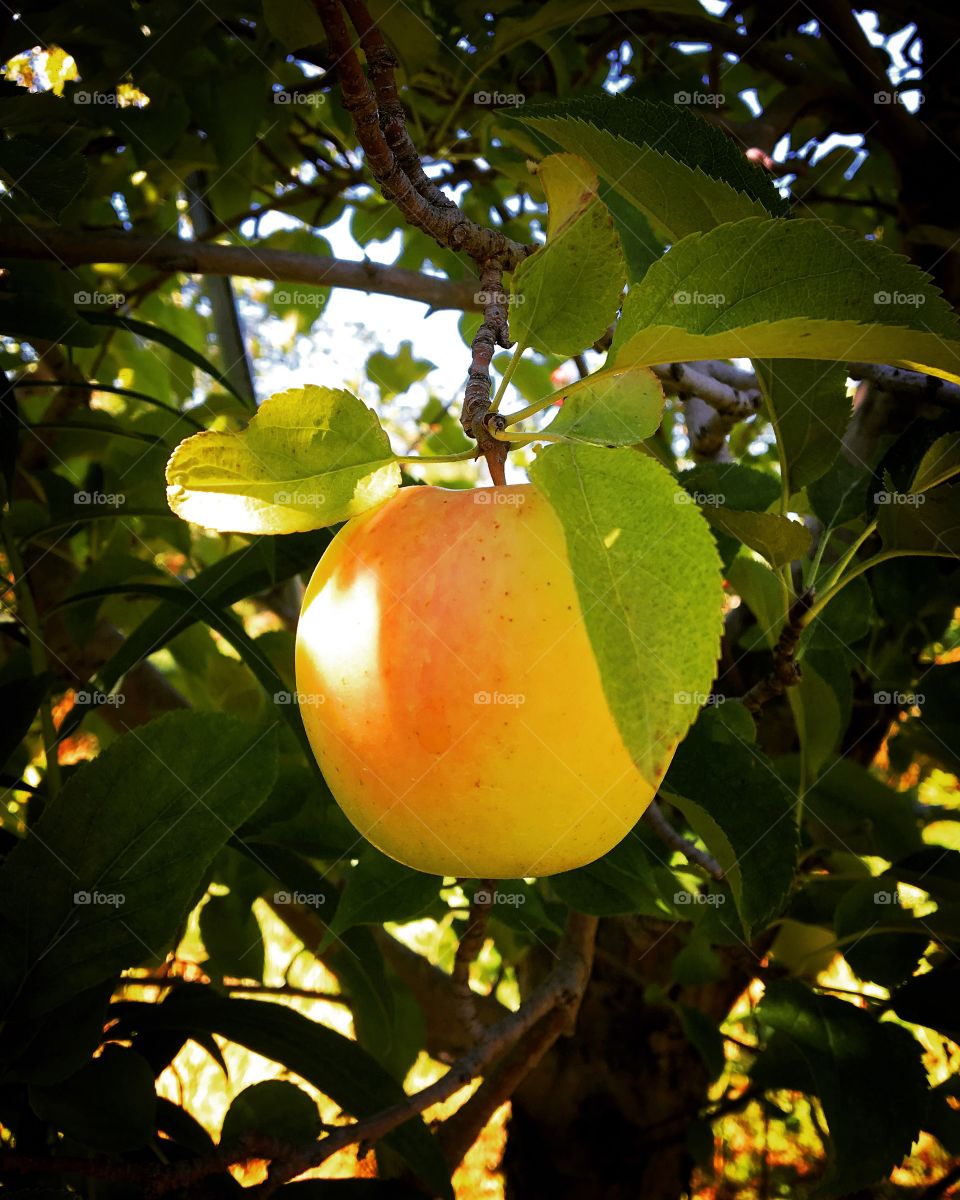 Yellow apple