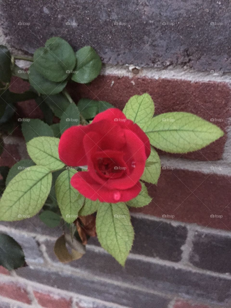 Opening Rose