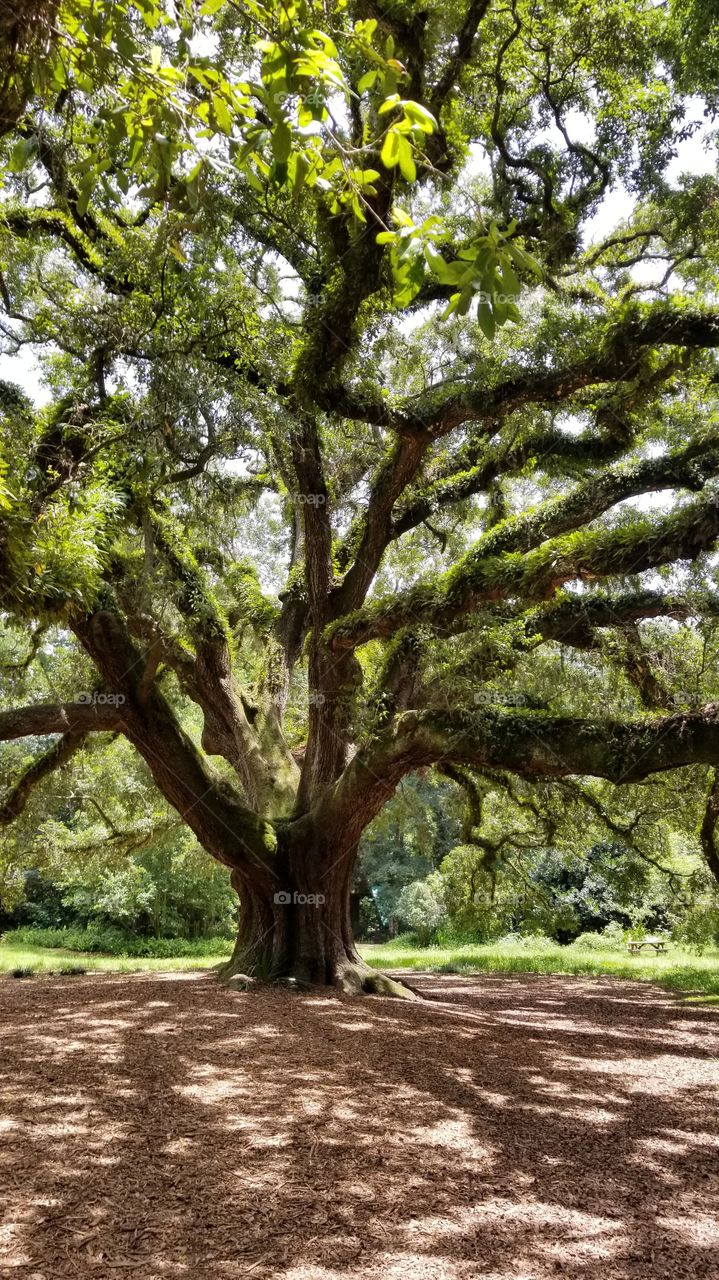 mighty oak, at least 1000 years old
