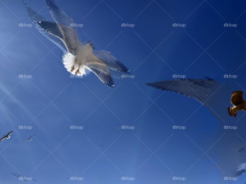 Beautiful flying seagull cross the sky at essaouira city in Morocco.