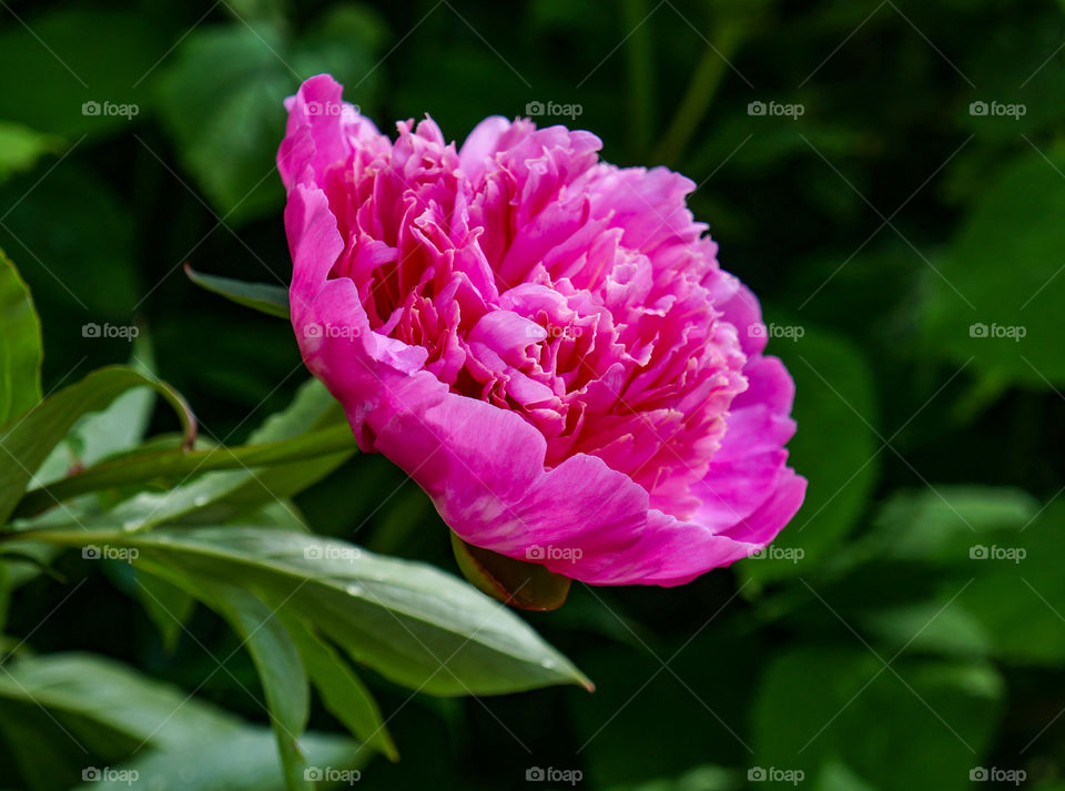 A bright pink peony