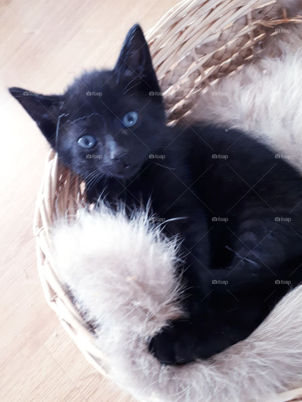 Black kitten in a basket staring at the camera