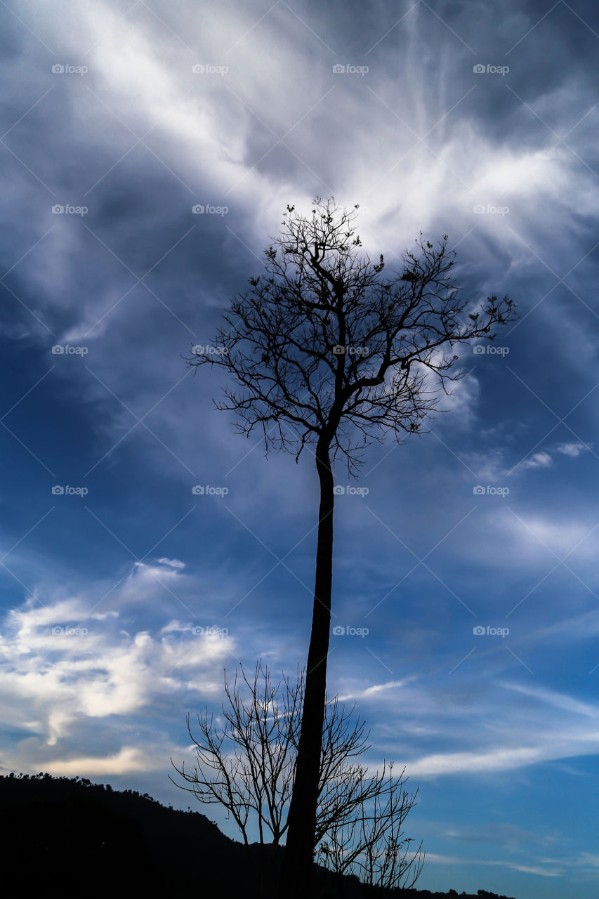 Exploding cloud behind tree. Blue sky with cloud are behind the sillouetted tree.