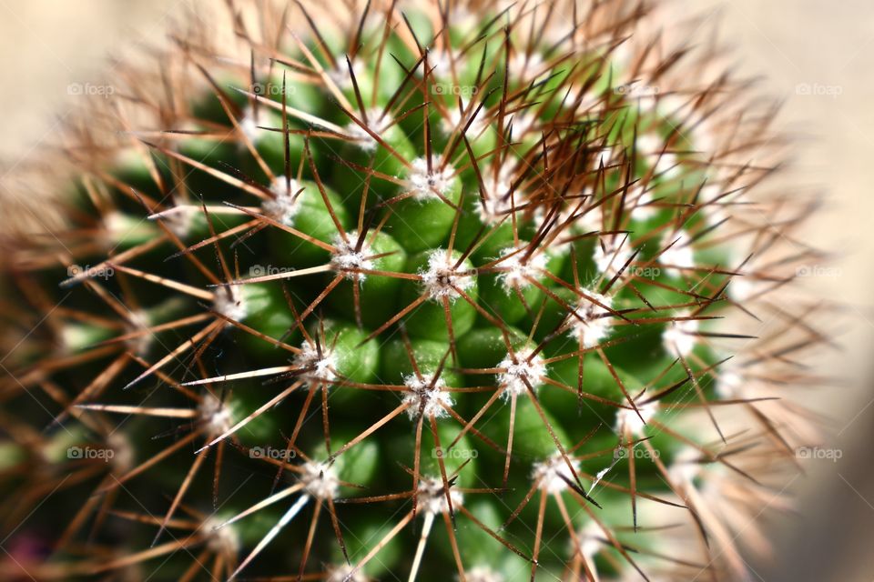 Macro cactus