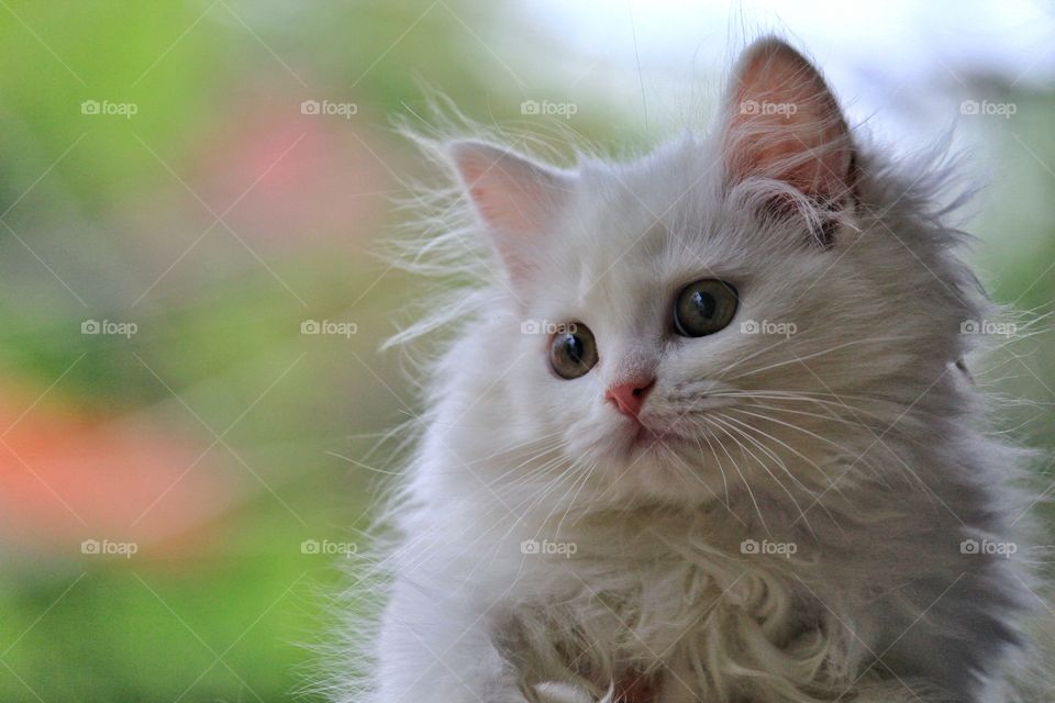 My Beautiful Persian kitten Miley 🐈