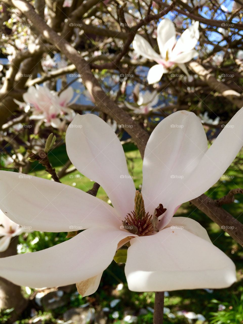 Pretty Flower. Beautiful pale pink flower ...