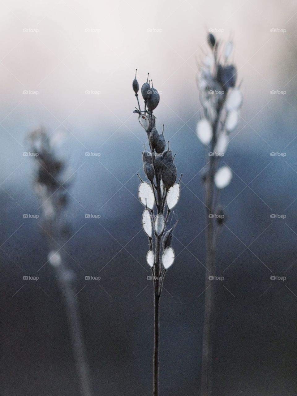 Evening in the meadow