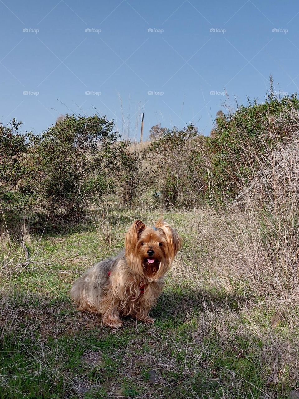 Yorkshireterrier