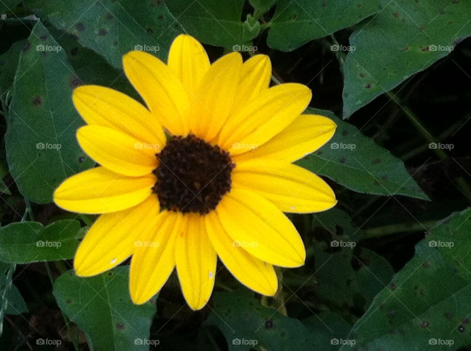 Yellow flower and leaves
