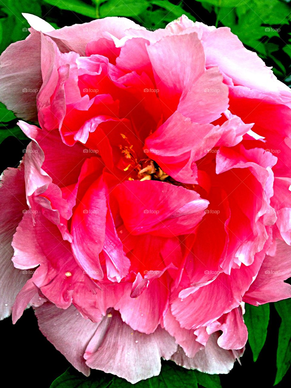 Pink Tree Peony. Blooming Tree Peony