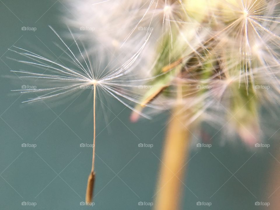 Dandelion Seed ... hanging in by a thread 