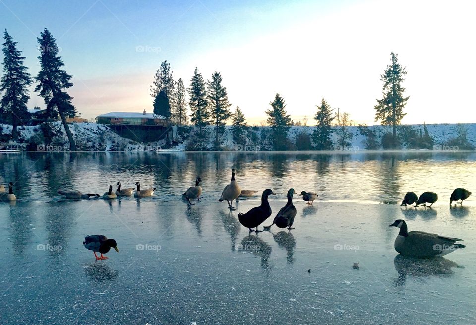 Geese on the icy Spokane River