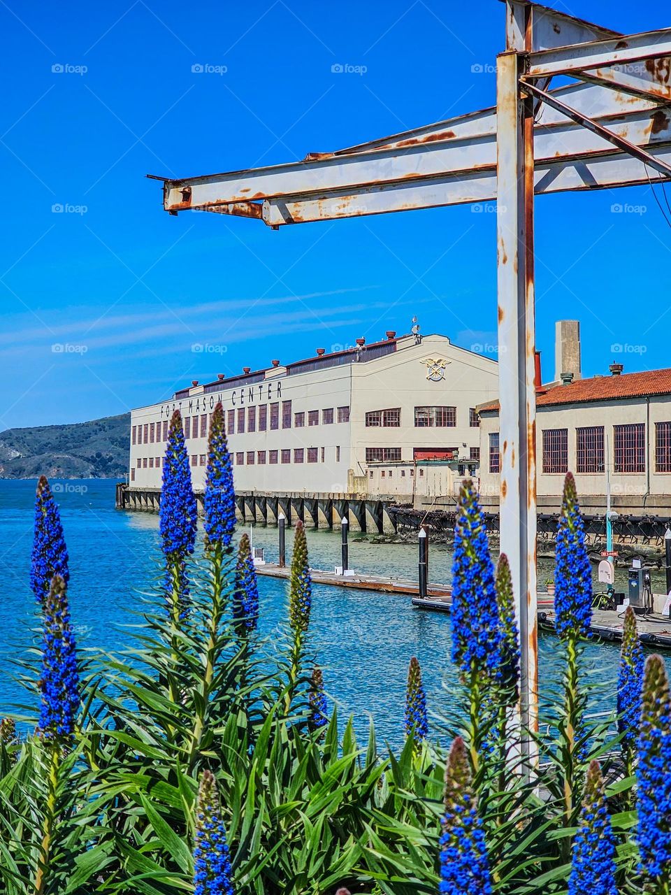 springtime in San Francisco brings the blooming of the native Pride of Madeira, with its cone shape and various shades of purple. looking over to fort mason from the city yacht club on a beautiful afternoon.