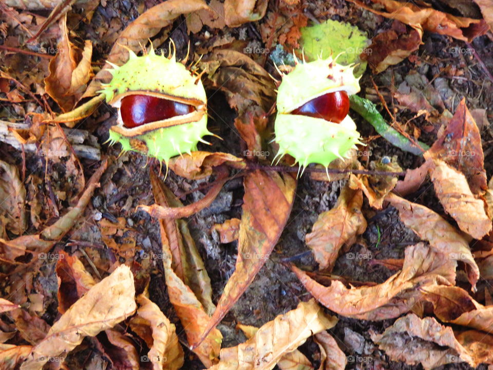 Directly above view of fruit and dry leaves