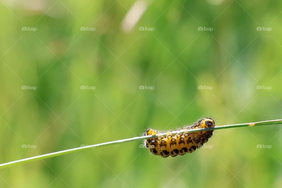 A caterpillar on a blade of grass