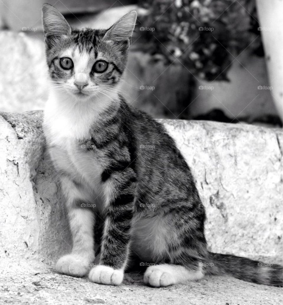 The greek kitten