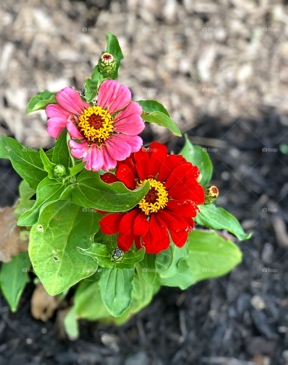 Pink and red blooms welcome visitors to the garden.