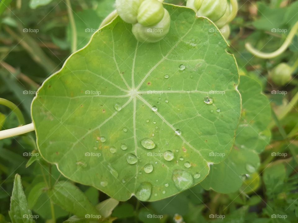 drops od water on The leaf