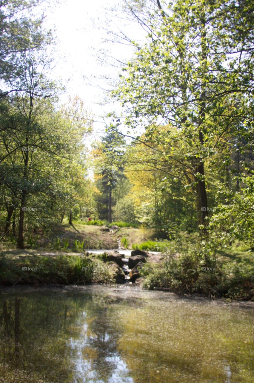 trees forest lake sherwood by karlbinder