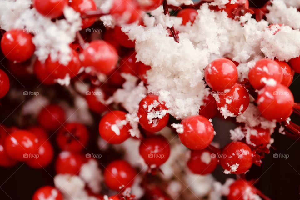 Snow Covered Berries For Christmas 