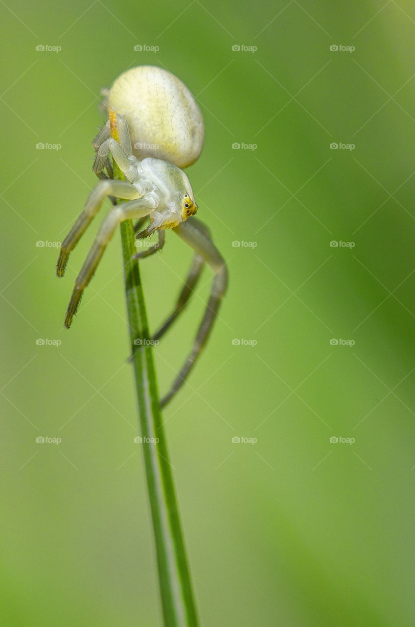 macro closeup insect spider by aliasant