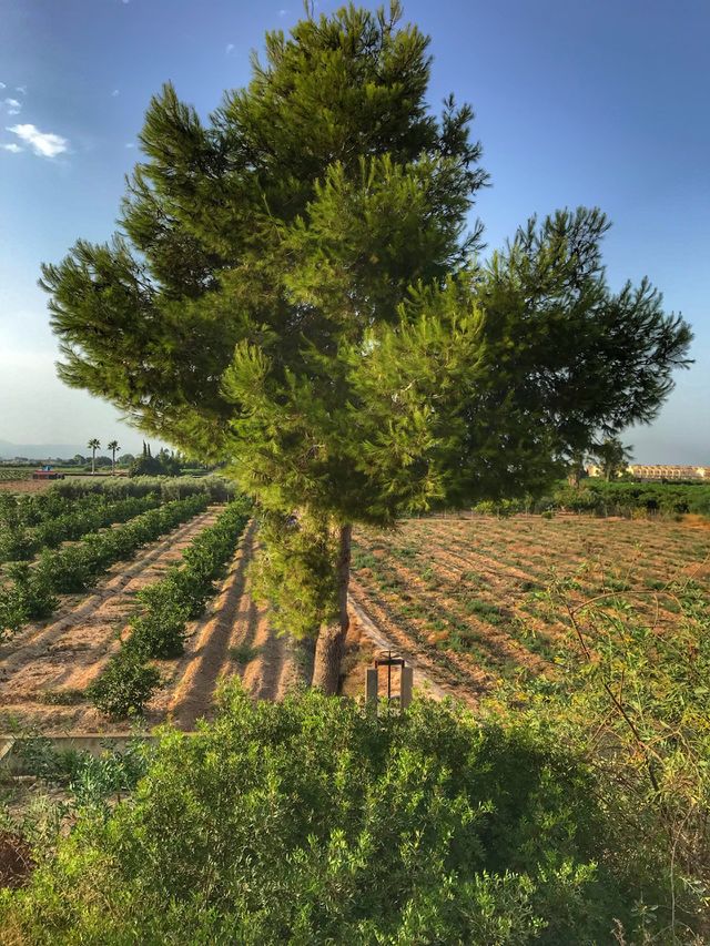 Landscape 