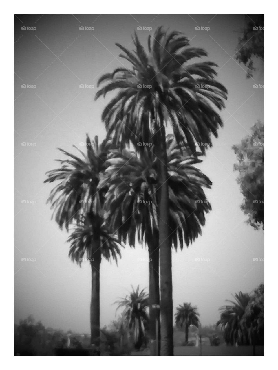 Stylized Photo of Group of Palm Trees