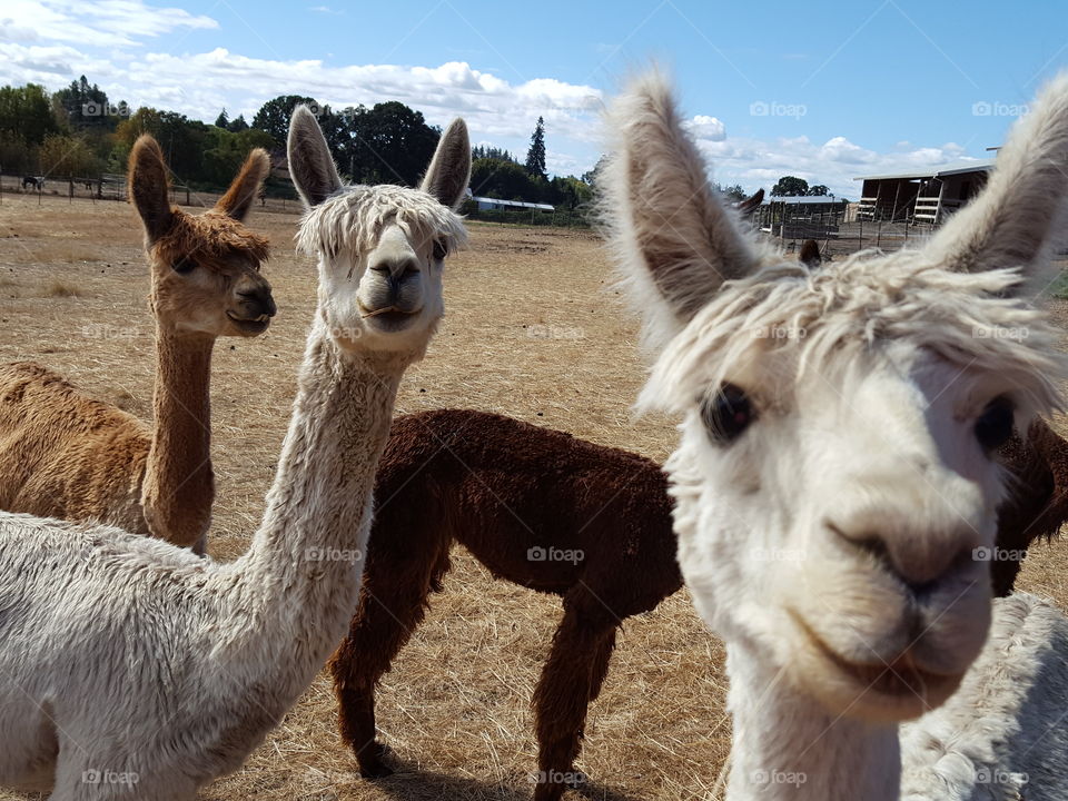 Group of alpacas in field