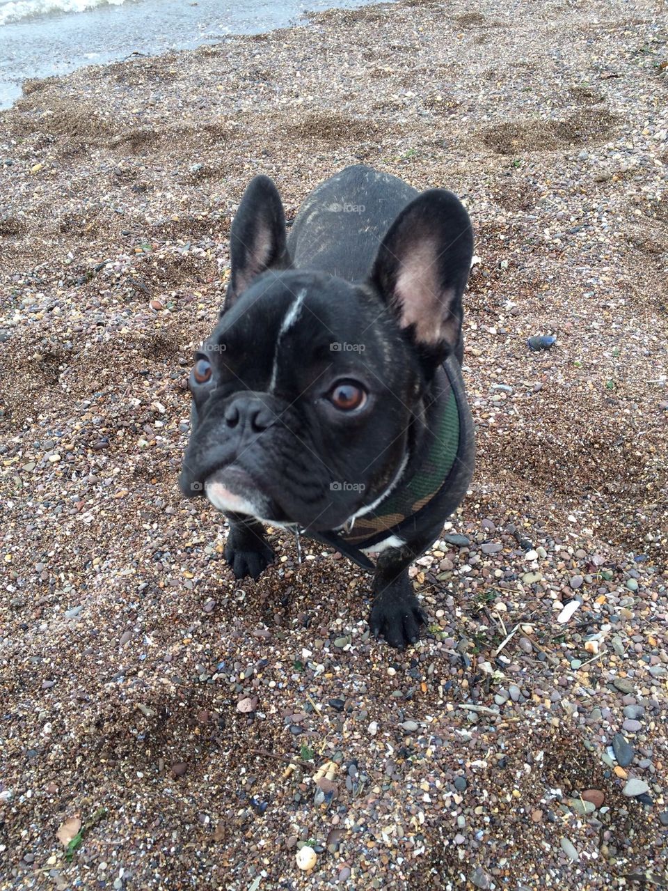 Frenchy on a beach