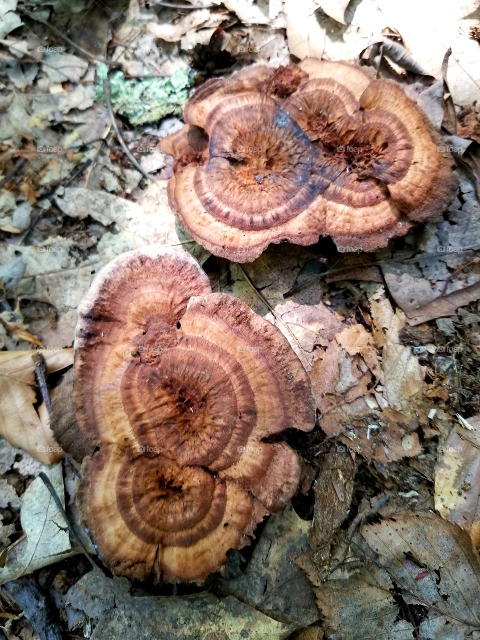 mushrooms