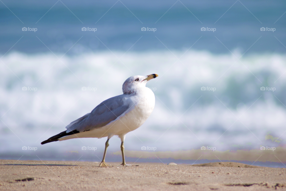 beach ocean sand bird by sher4492000